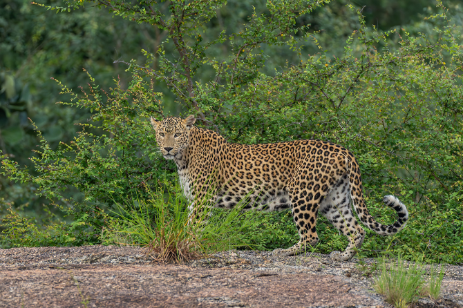 Jawai Leopard
